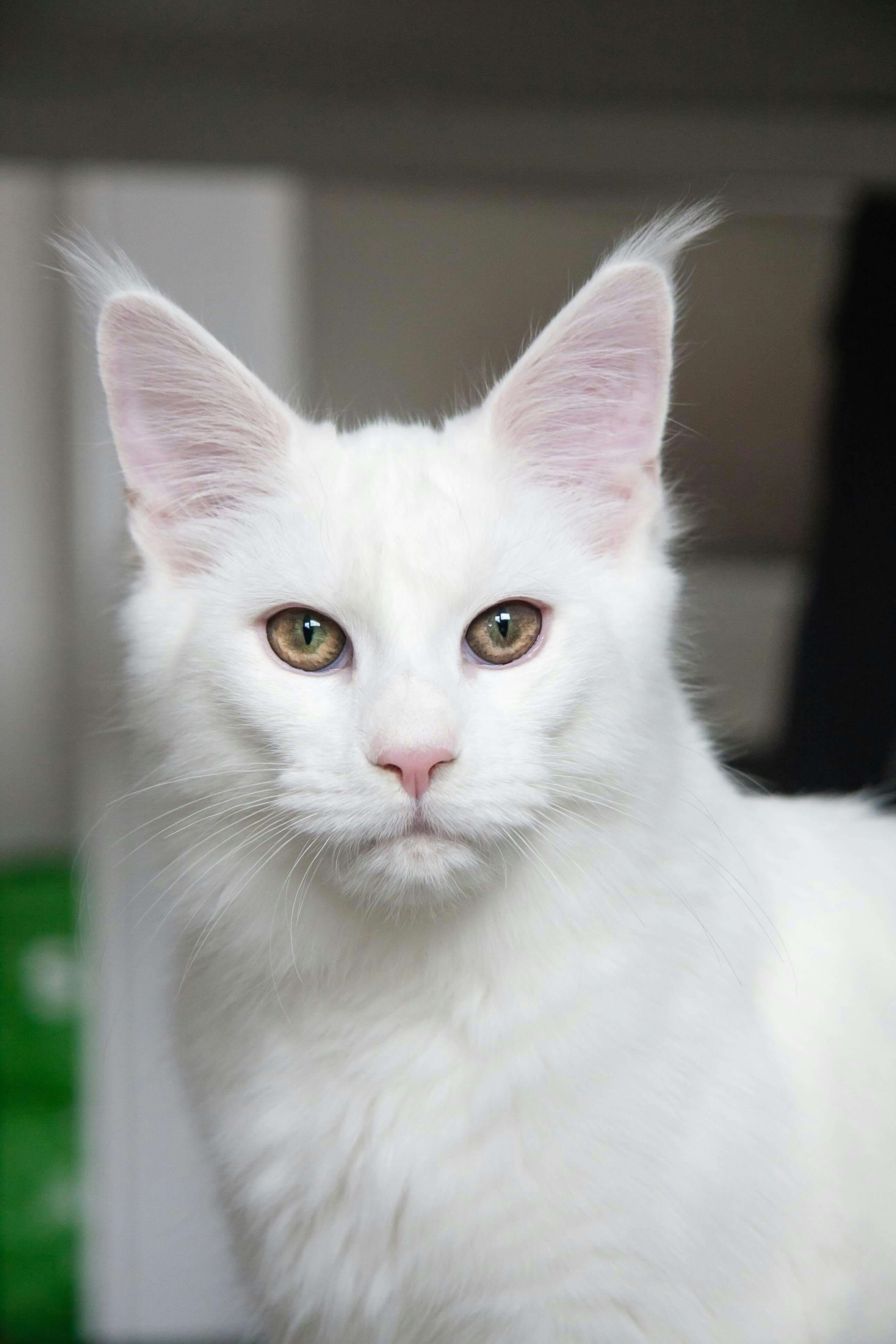 메이쿤 고양이