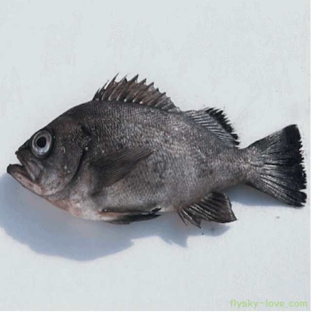 쫄깃한 식감에 맛은 담백한 우럭