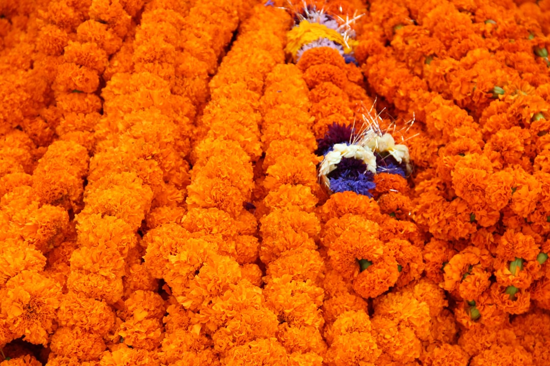 Flower Festival
