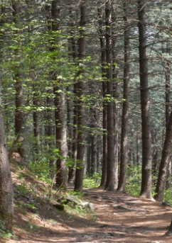 서운산 자연휴양림 숲나들e 국내 여행지 추천 관련사진