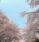 봄 여행지 추천