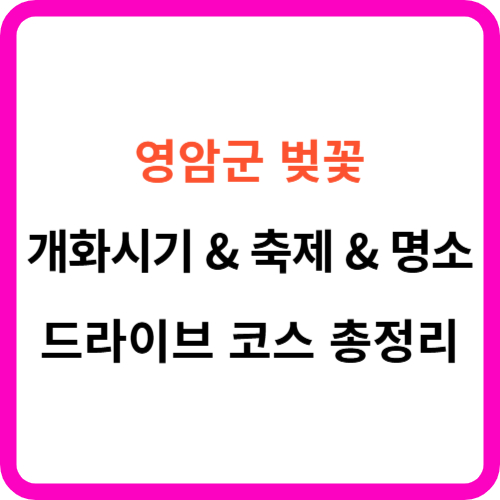 영암 벚꽃 개화시기 축제 명소 드라이브 코스 가이드