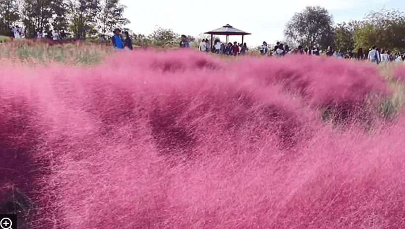 핑크 뮬리 꽃말