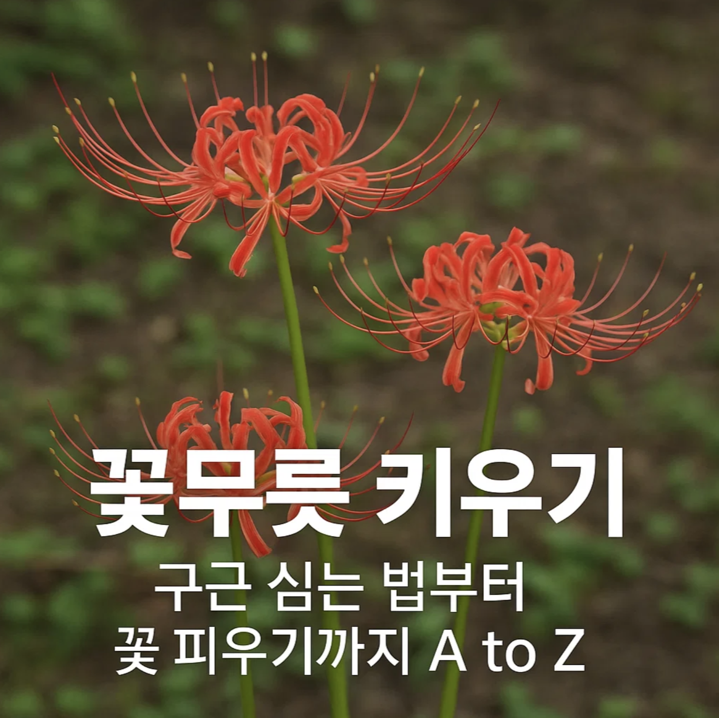 꽃무릇 키우기, 구근 심는 법부터 꽃 피우기까지 A to Z