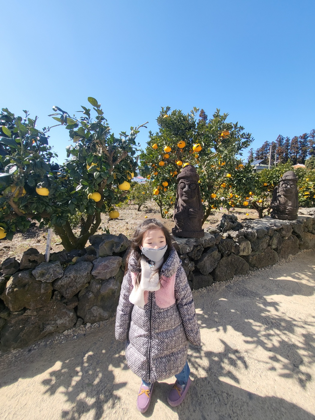 제주도 한라봉 체험, 감귤 체험