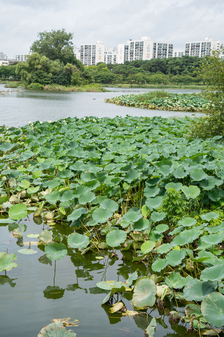 만석공원 연잎