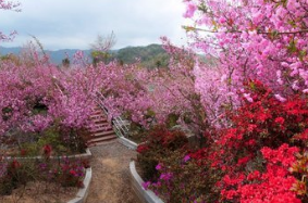 서부해당화축제