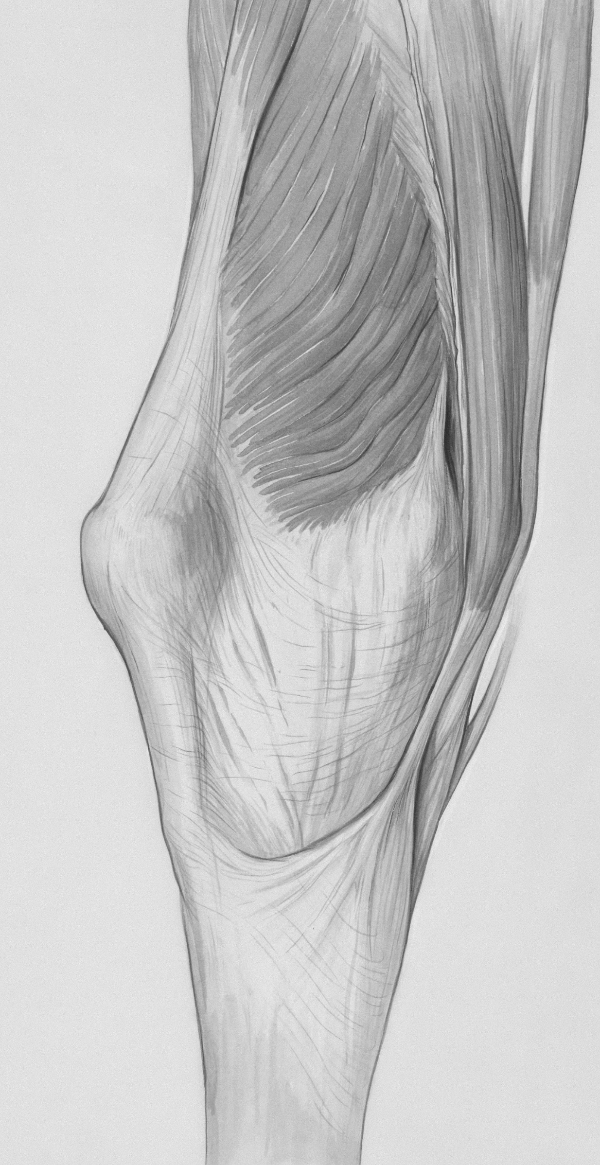 무릎연골에 좋은 음식