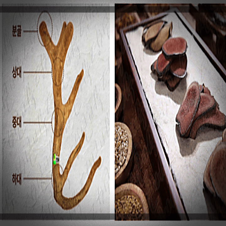 녹용-종류