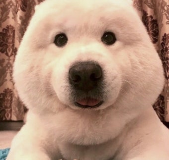 강아지 사료, 강아지 용품 전문가 비교!