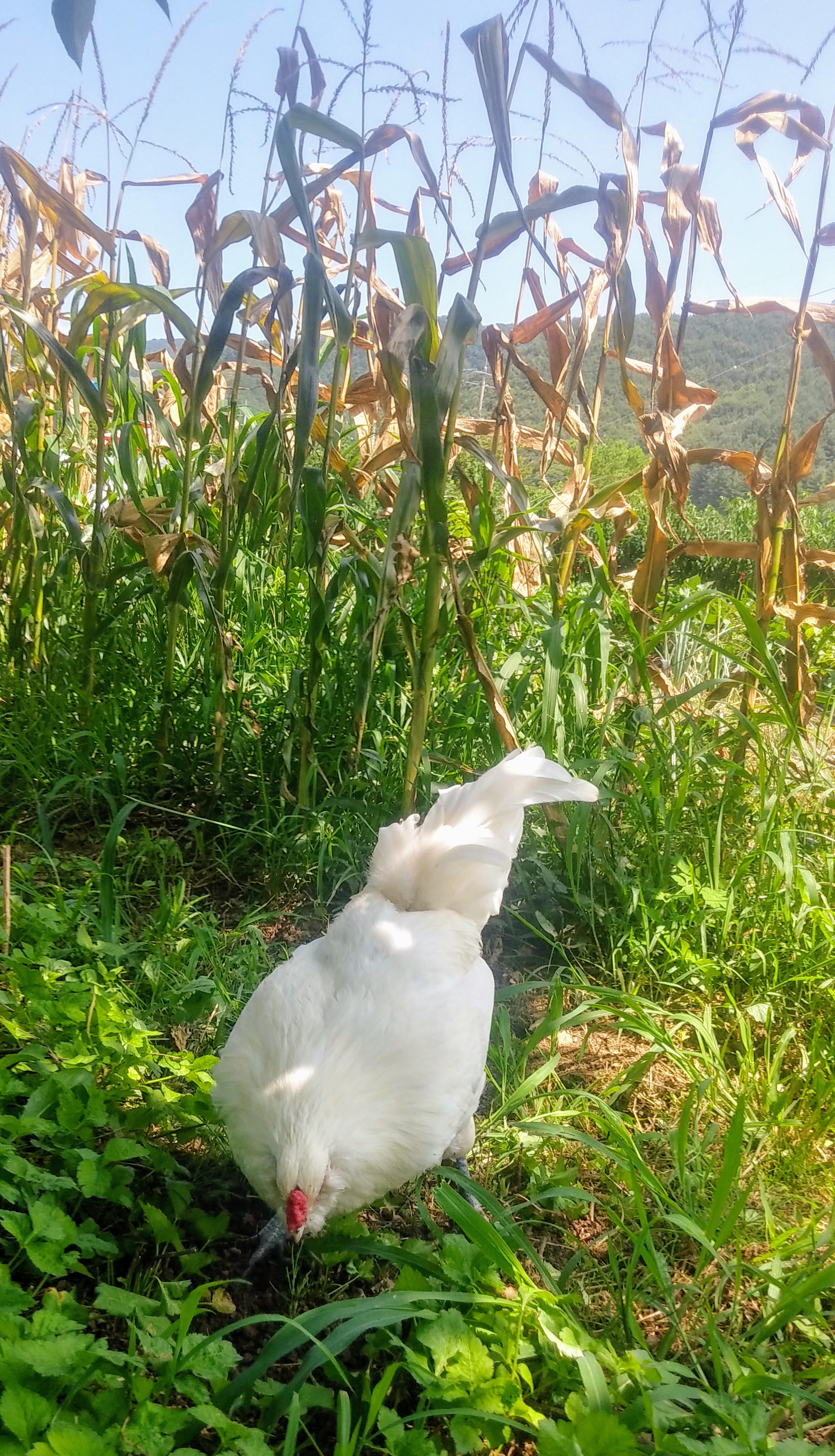 아메라우카나