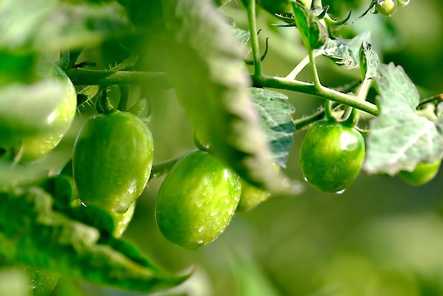 토마토 보관방법 꿀팁 22