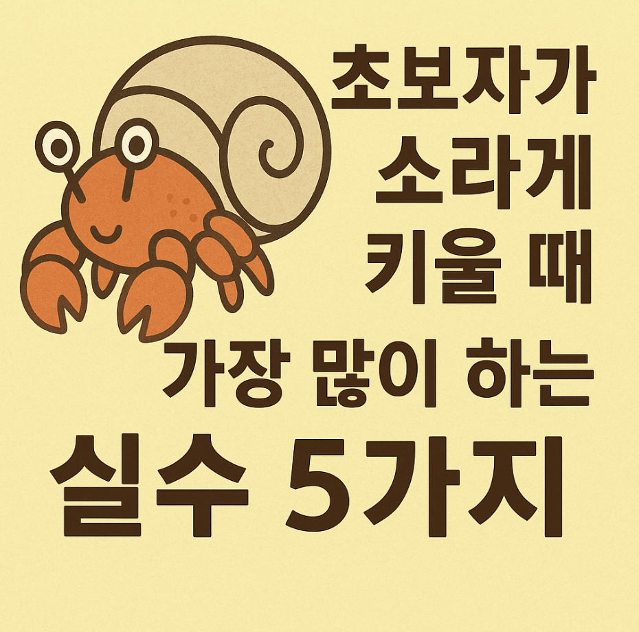 초보자가 소라게 키울 때 가장 많이 하는 실수 5가지