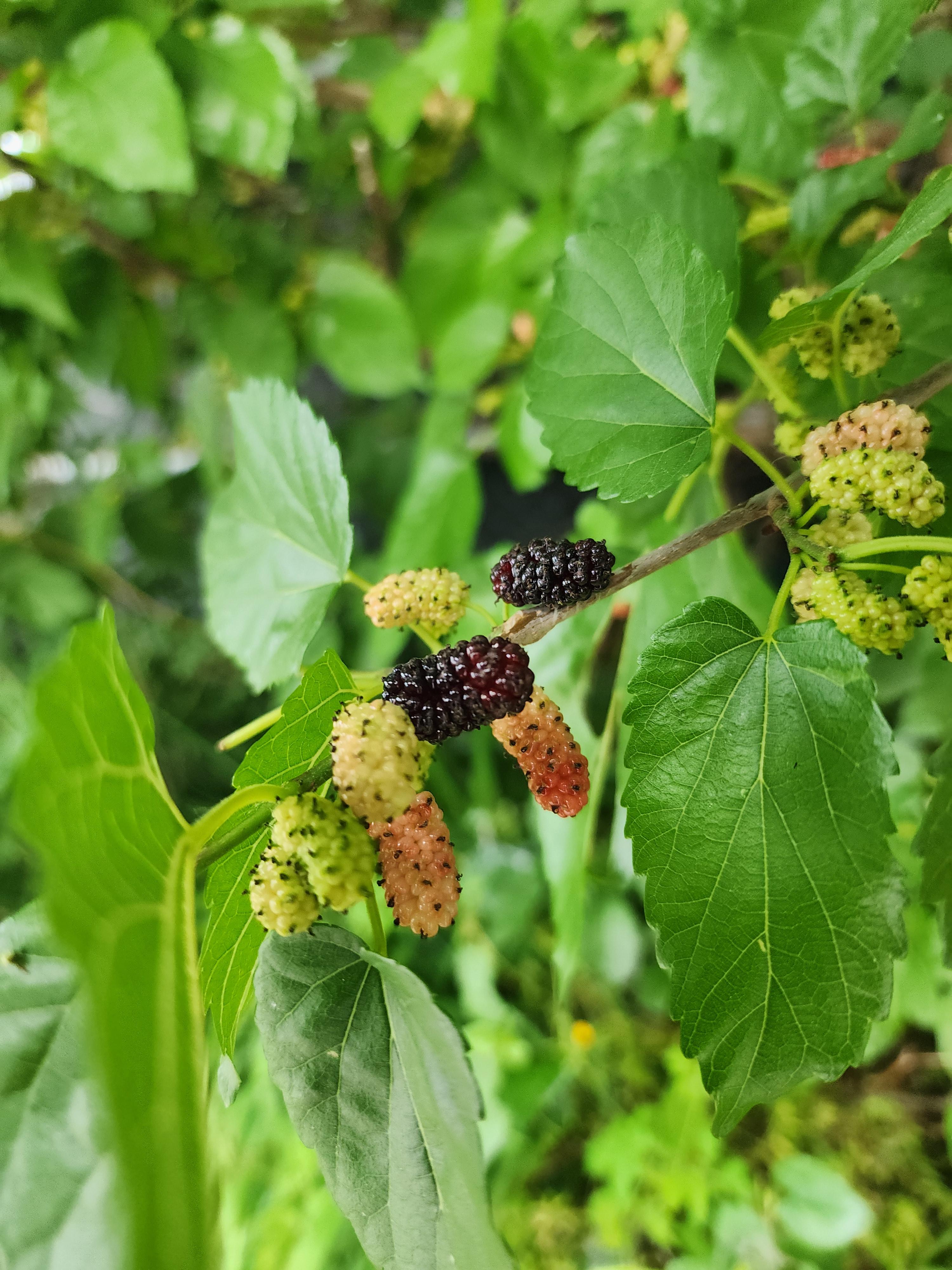 오디 - 열매 특징&amp;#44; 효능&amp;#44; 부작용&amp;#44; 먹는 법&amp;#44; 활용법&amp;#44;꽃말&amp;#44; 재배 방법