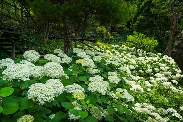 화담숲, 자연과 대화하는 힐링 트래블 가이드