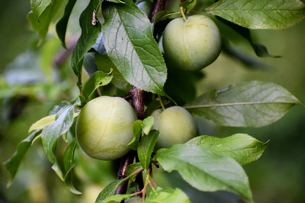 자두-효능과-부작용-하루-섭취량-관련-자두-사진