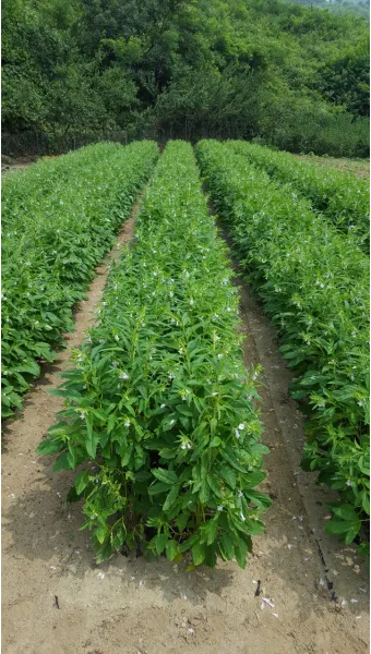 참깨 재배 돌려짓기 도복 방지 탈립 주의_33