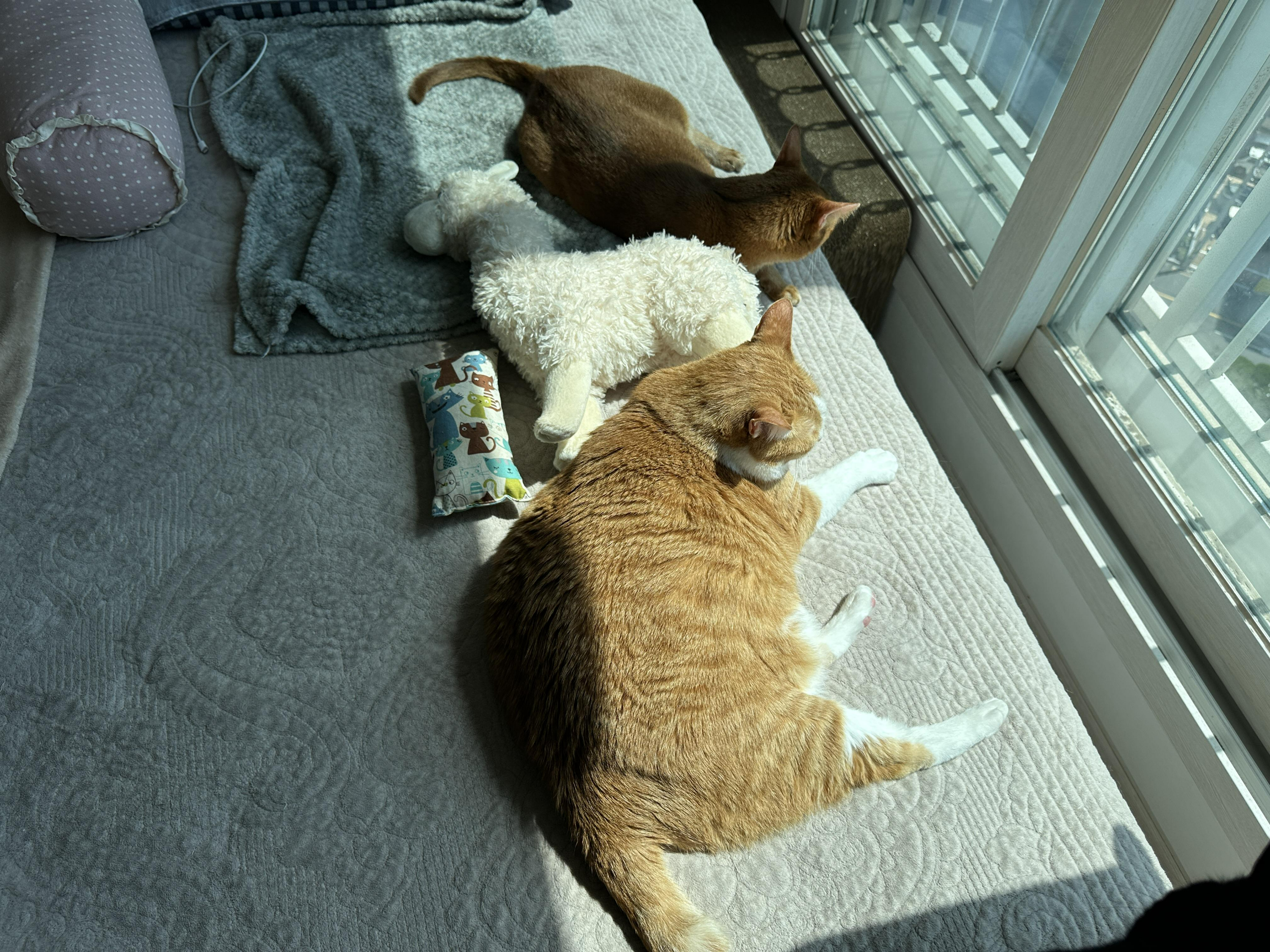 라마_인형을_사이에_두고_나란히_일광욕_하는_루나와_호야