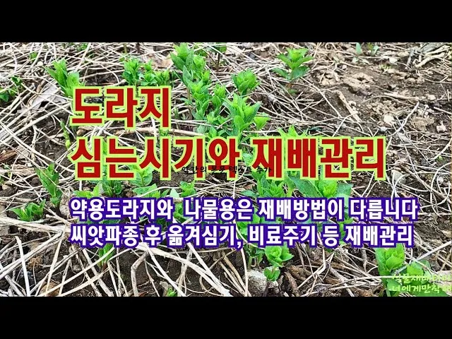 도라지 재배 종자 처리 배수 관리 굵게 키우기_8