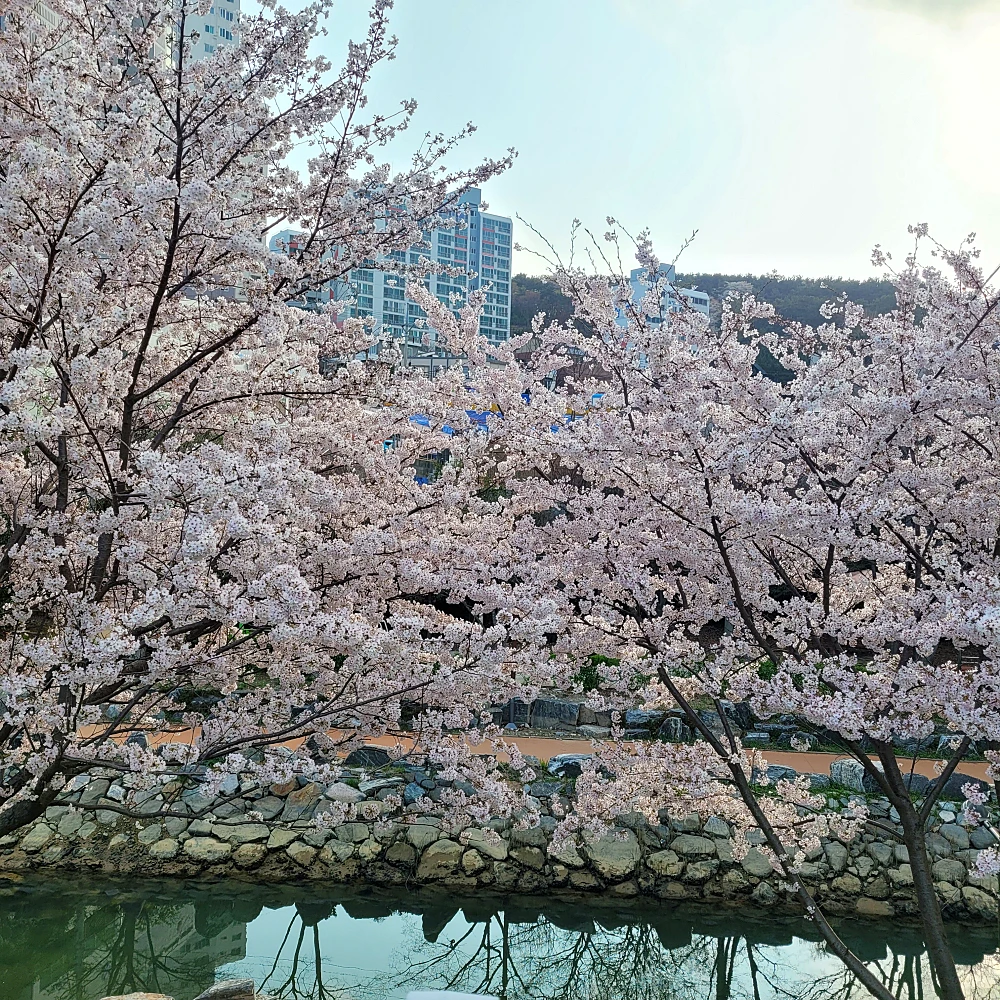 영도 동삼해수천 벚꽃길 개화 만개 시기5