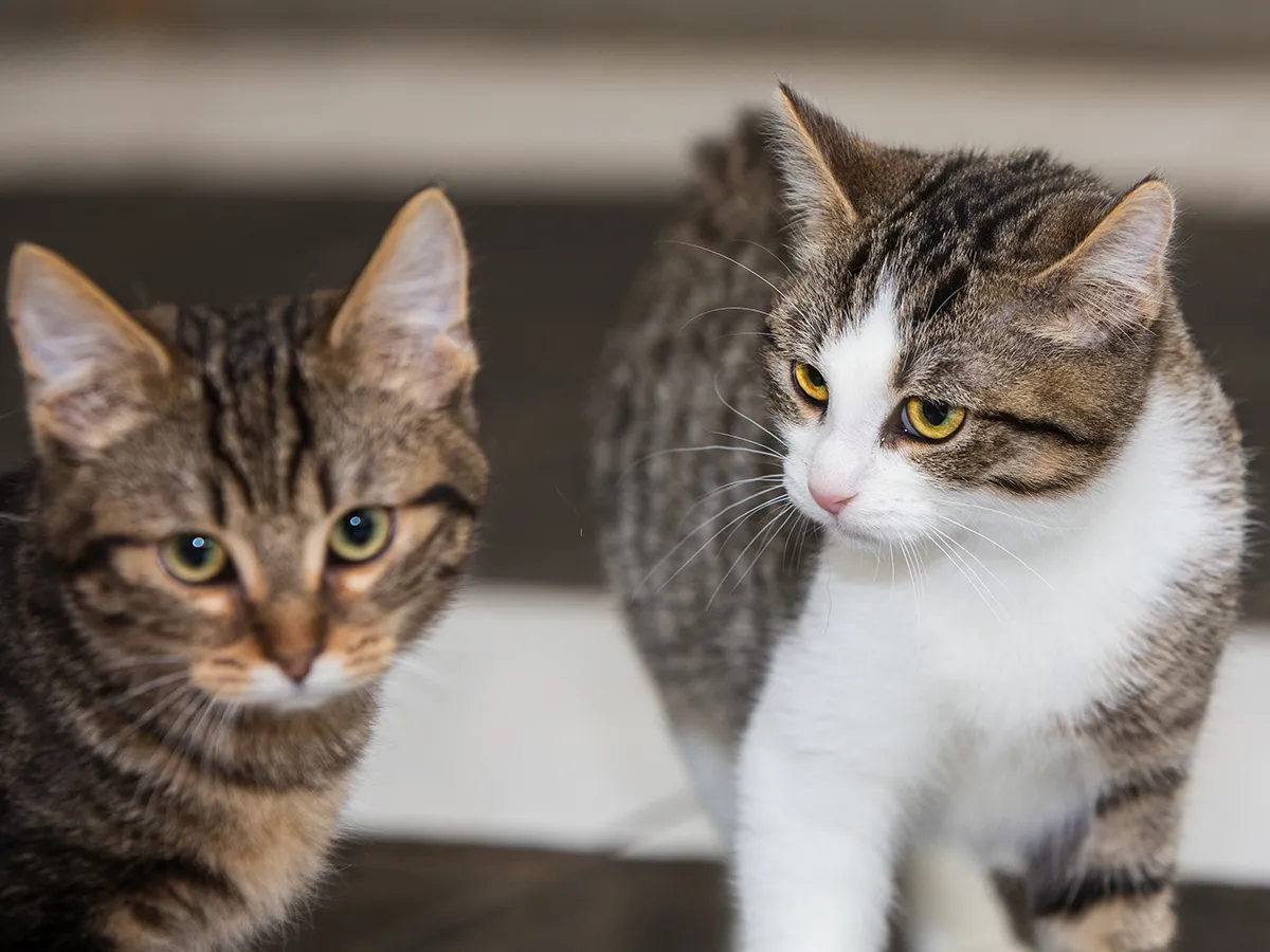 코리안숏헤어 코숏 고양이 종류 몸무게 고등어_9