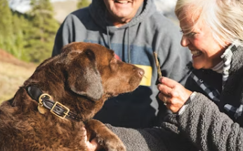 식용개 보상 개고기 식용 금지법 보상 식용개 사육농가 마리당 최대 60만원