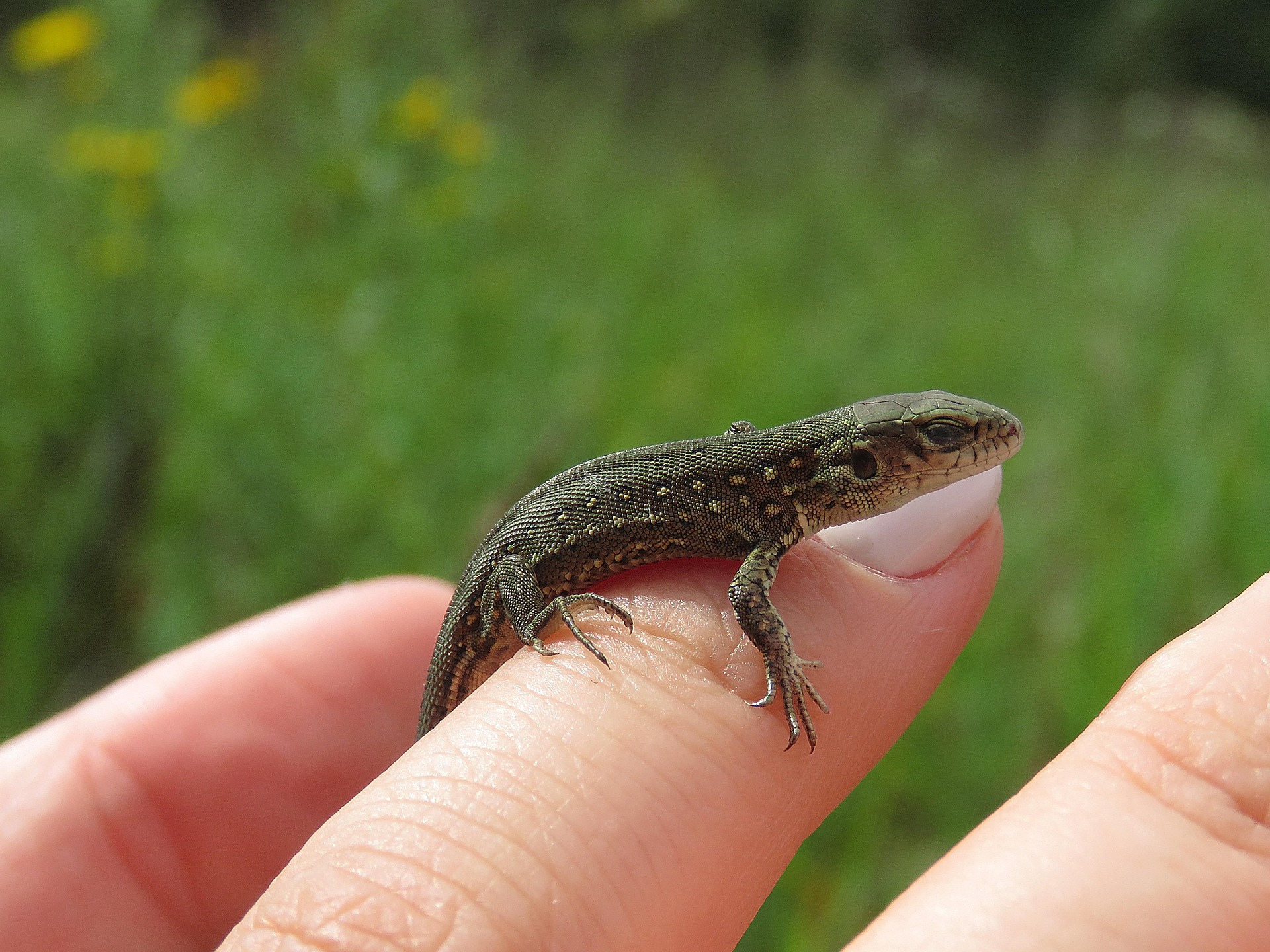 러브버그 뜻 출몰시기 수명 천적