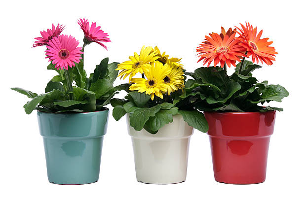 ๐ฑ ํ๋ถ ์ข
๋ฅ๋ณ ๋น๊ต & ์ถ์ฒ