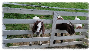 이름부터 힐링이 가득한 하늘마루염소목장