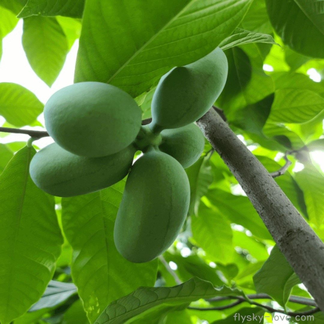 포포나무(pawpaw), 포포나무 열매