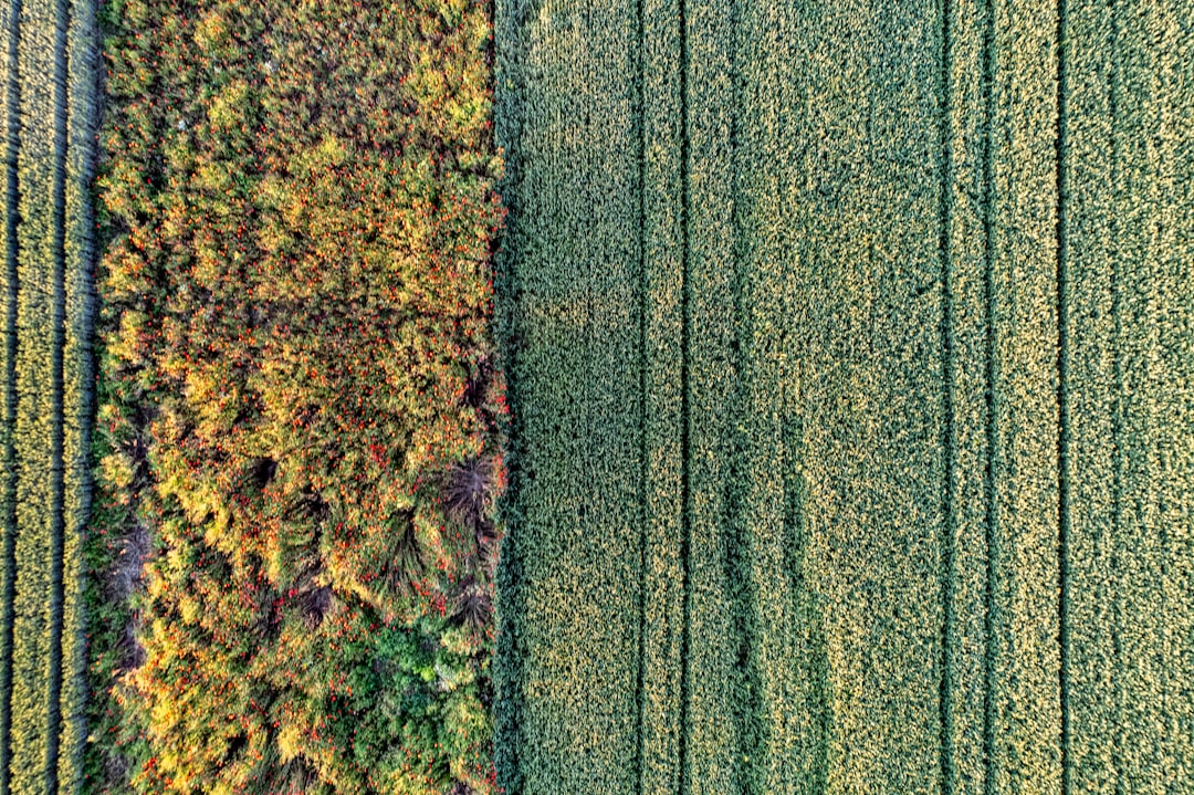 Yield