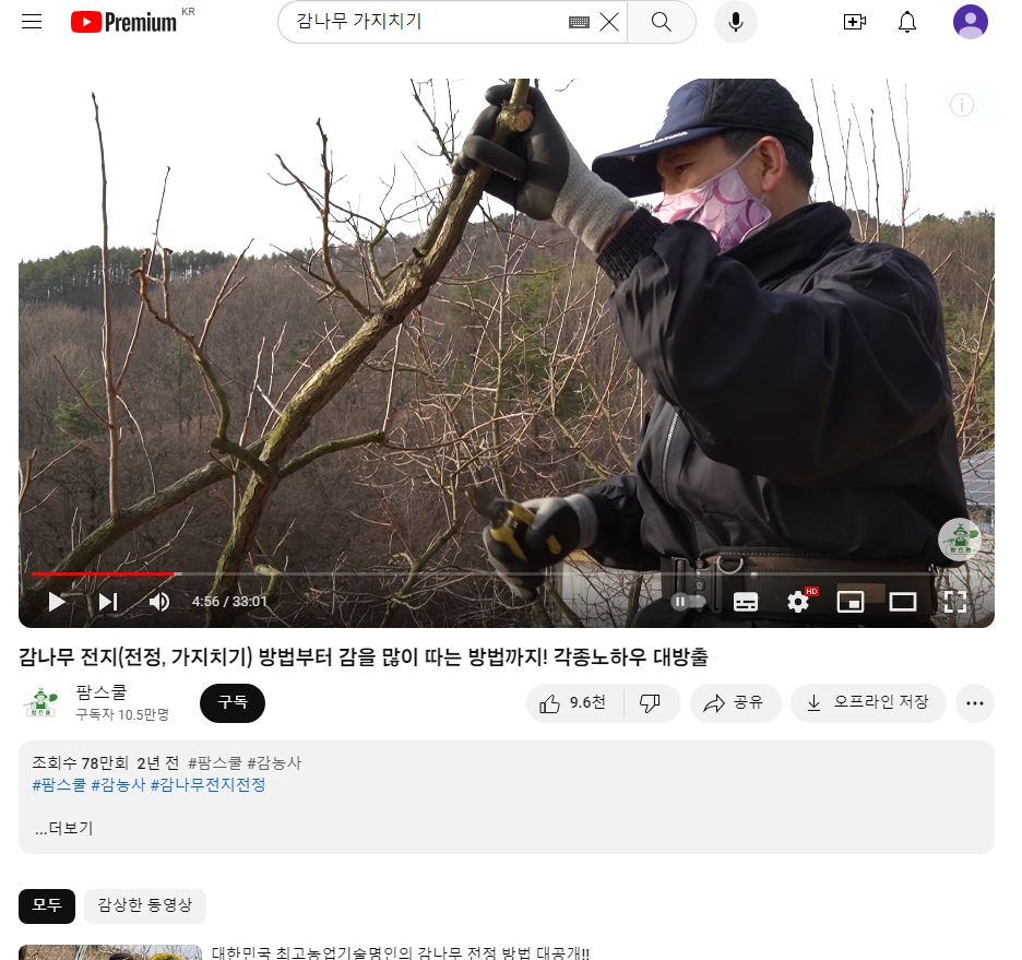 불필요한 도장지와 안쪽 가지를 솎아내는 상세한 작업 과정