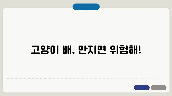고양이가 배를 보여줄 때 의미는? 무조건 만지면 안 되는 이유 알아보자