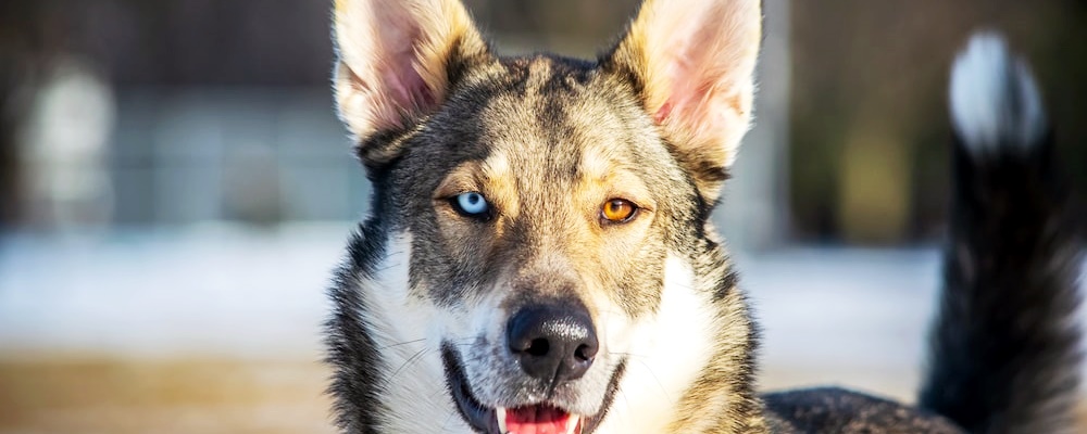 새끼 강아지 목욕 6