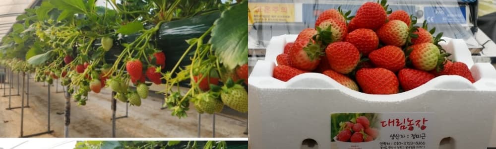 생생정보통 오늘방송(3월 6일) 맛집 사또횟집사또조개구이,누에섬,대림농장,안산식물원,시화달전망대