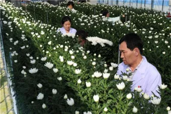 국화 재배 절화용 키우기 생장 조절 개화 유도_29