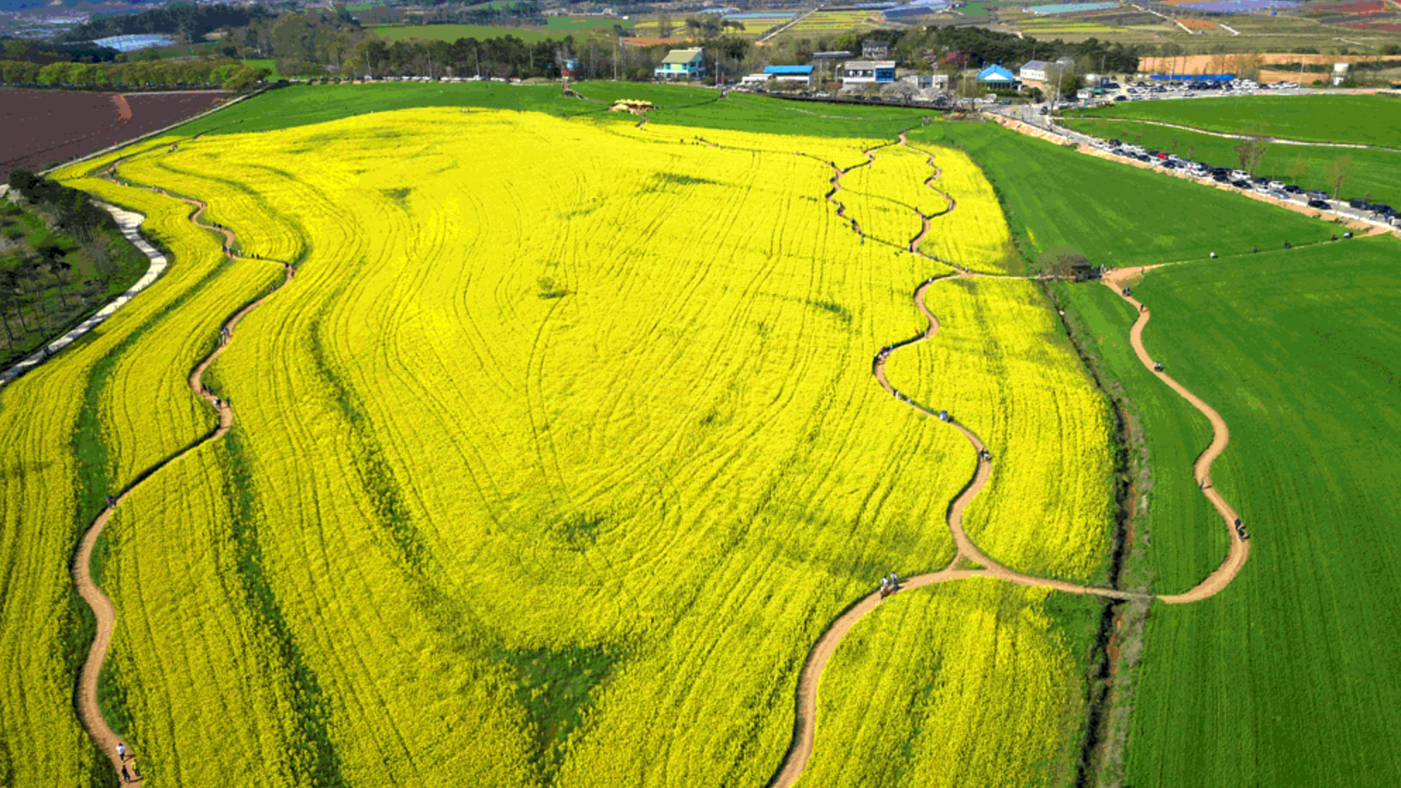 고창-청보리밭-축제