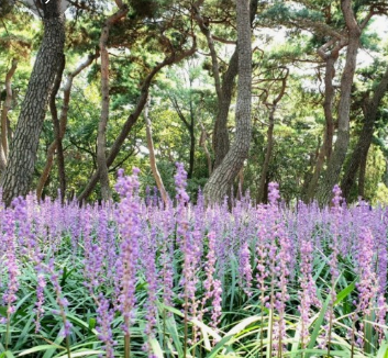 가을에 꼭 가봐야할 경주여행 BEST 5