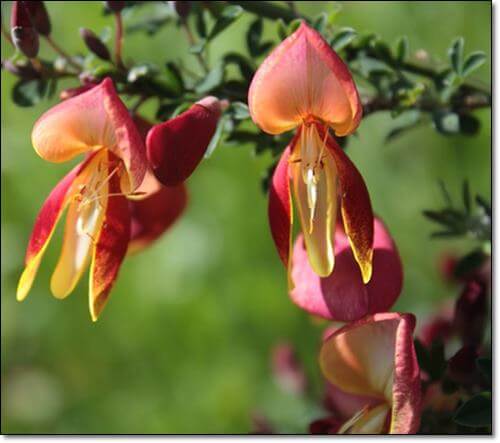 다낭성난소증후군