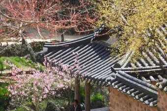 소쇄원 봄 앵두나무꽃 산수유 해당화 개화_24