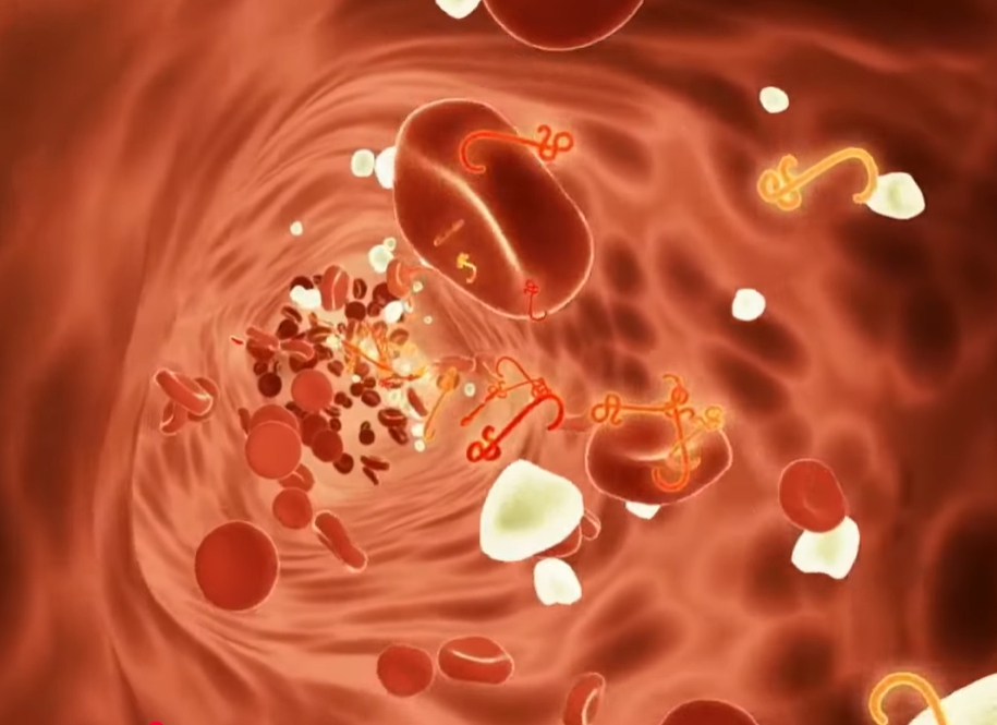 노니 효능 부작용