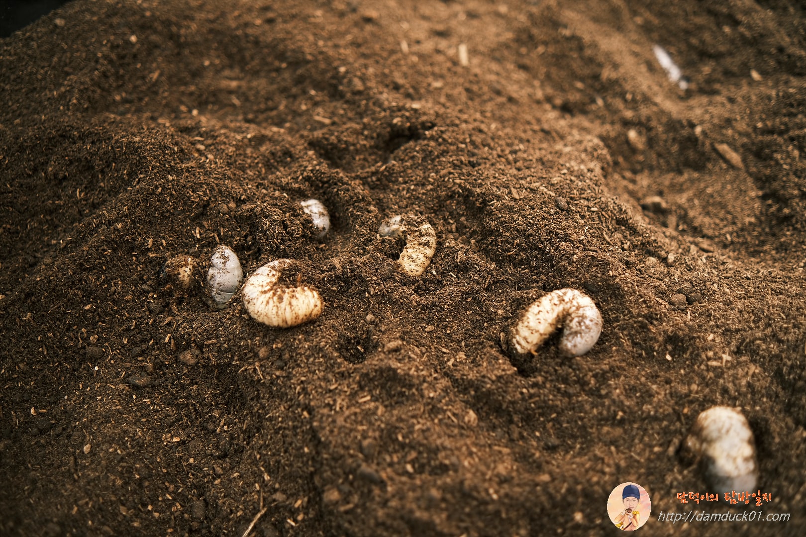 장수풍뎅이 애벌레