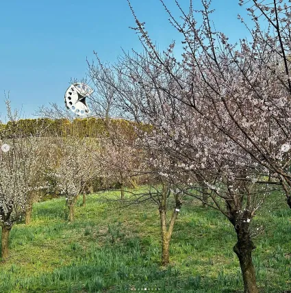 피나클랜드 불꽃축제 튤립 수선화 축제 16
