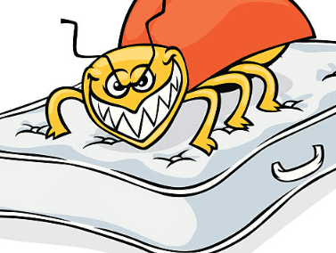 빈대 물린자국 빈대 퇴치법 퇴치제 살충제