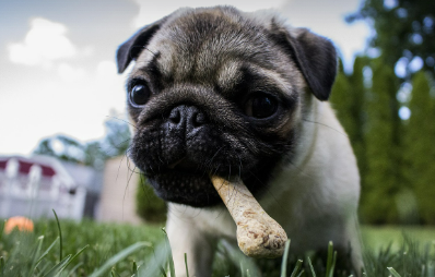 강아지가 정원에서 뼈다귀를 물고 있는 이미지