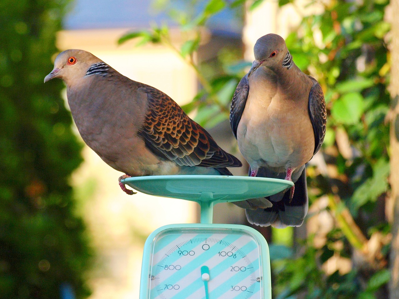 갑자기 살 찌는 사람의 특징