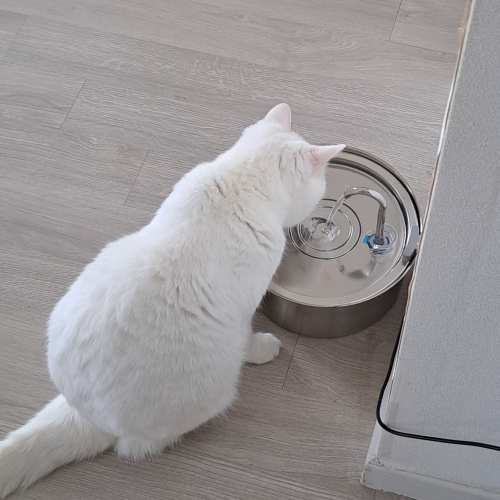 고양이가 물을 먹고 있어요.