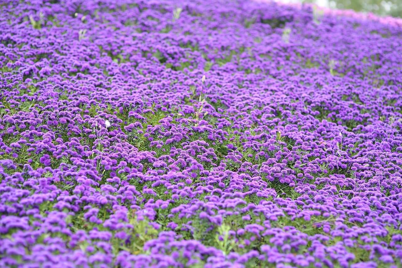 이천 호법 코스모스 꽃축제