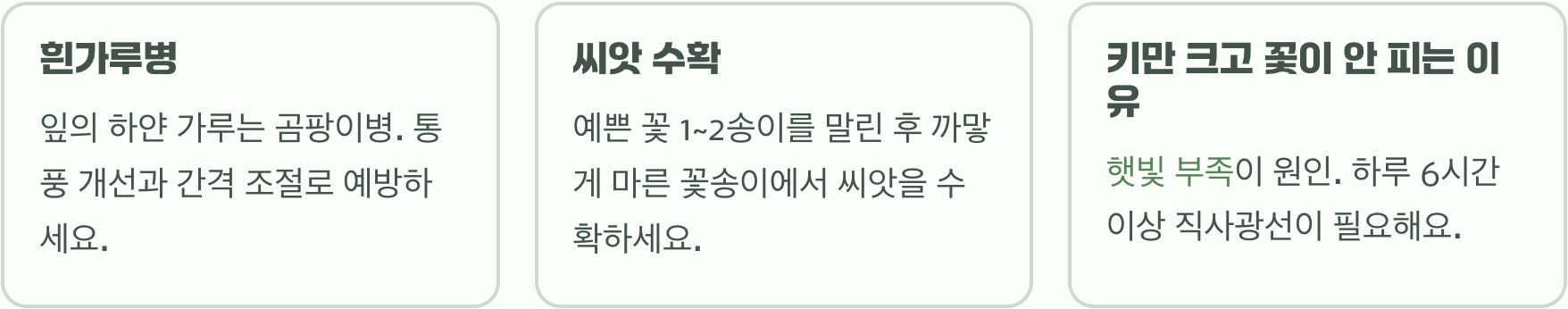 씨앗부터 꽃까지 백일홍 키우기 A to Z (파종, 물주기, 관리법 총정리)