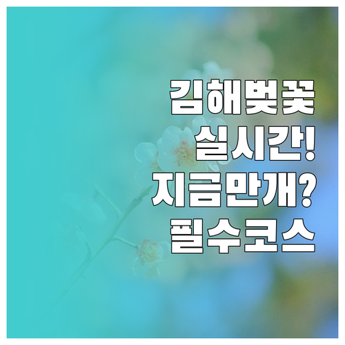 김해 벚꽃 개화 현황 및 만개 시기 ..
